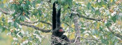 Black Spider Monkey
