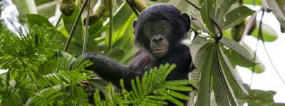 Bonobo