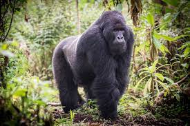 Eastern Lowland Gorilla