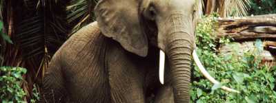 African savanna elephant