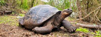 Giant Tortoise